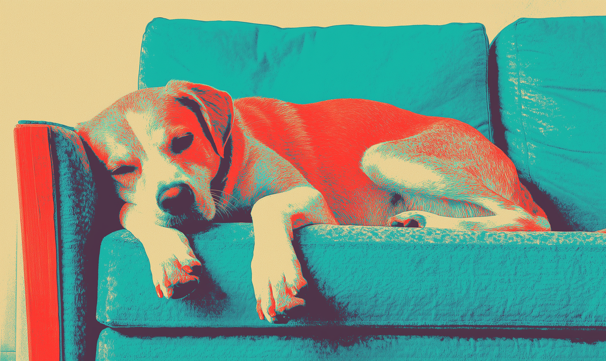 Tales Between the Tugs: What Your Dog's Cherished Toy Unveils About Their Personality